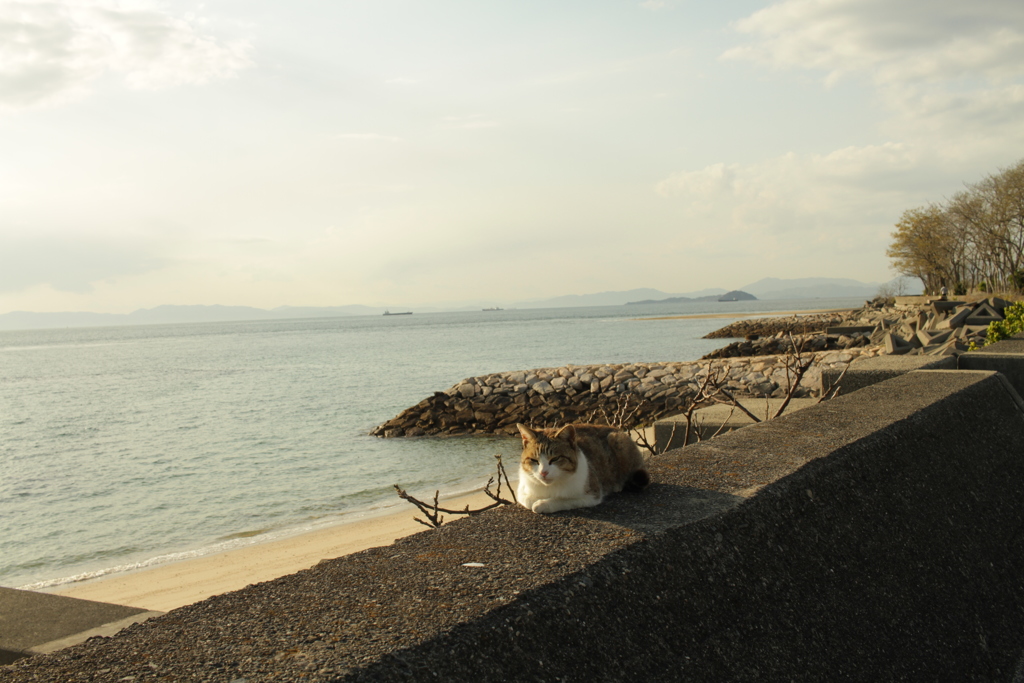 トム君は呼んでも来ない