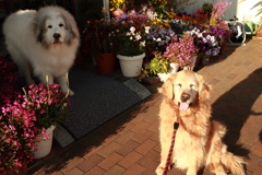 みゅうちゃんとココさん所へ行く