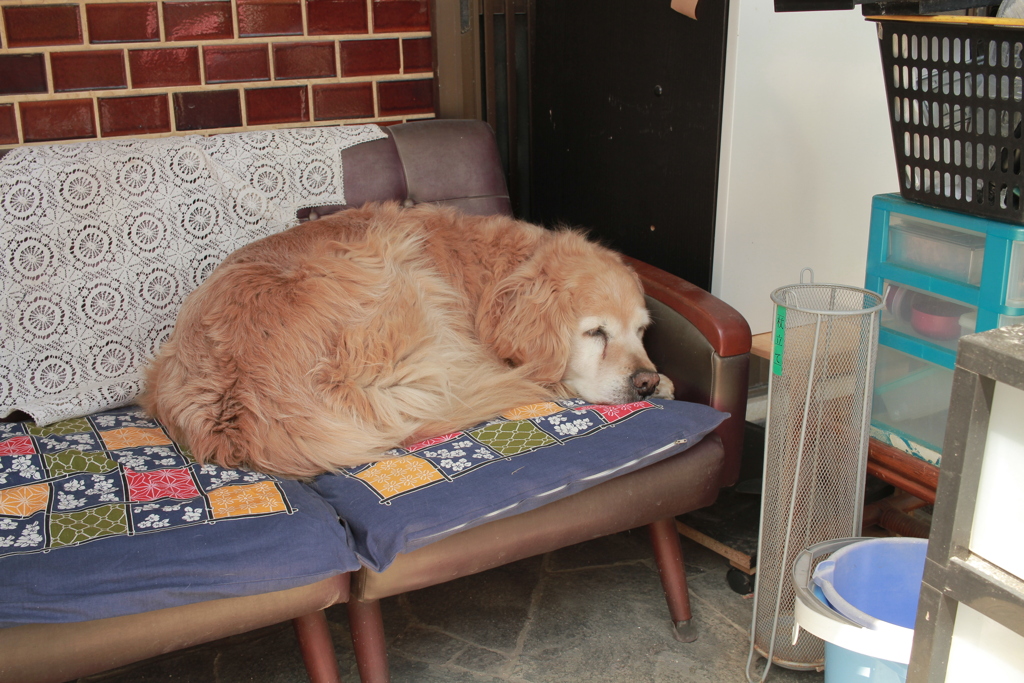 お昼寝してるみゅうちゃん