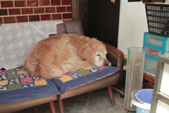 お昼寝してるみゅうちゃん