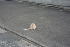 朝＠2020‐08‐11