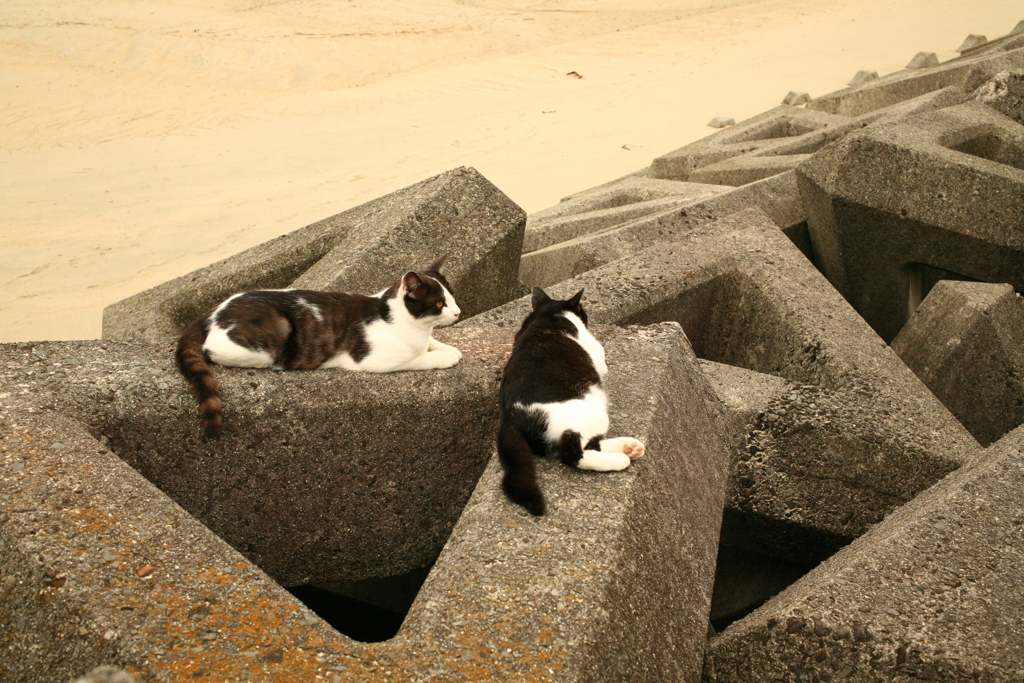 猫は寝るのが仕事