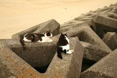 猫は寝るのが仕事