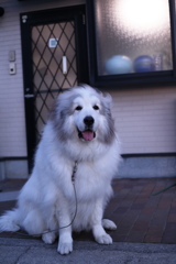 日曜夕方も番犬してるココ様