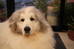 ココさんが裏から出てきてくれた