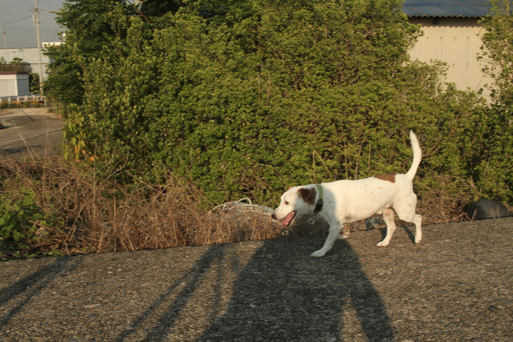 今日も散歩してるククルちゃん