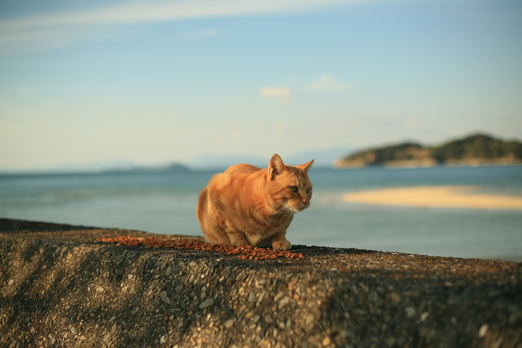 しっかり食べるまるちゃん