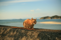 しっかり食べるまるちゃん