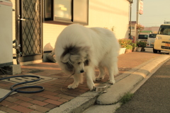 今日は久しぶりにココちゃんを表でもふもふできた