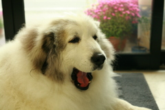 ココ様@2020‐03‐10