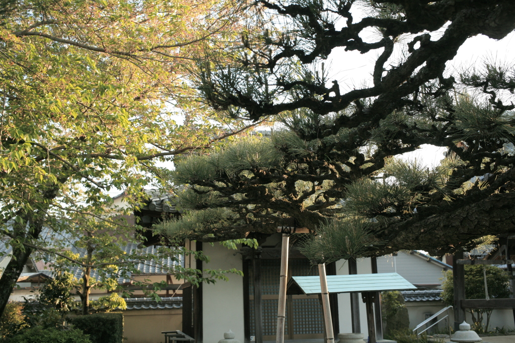 法然寺（ほうねんじ）にて