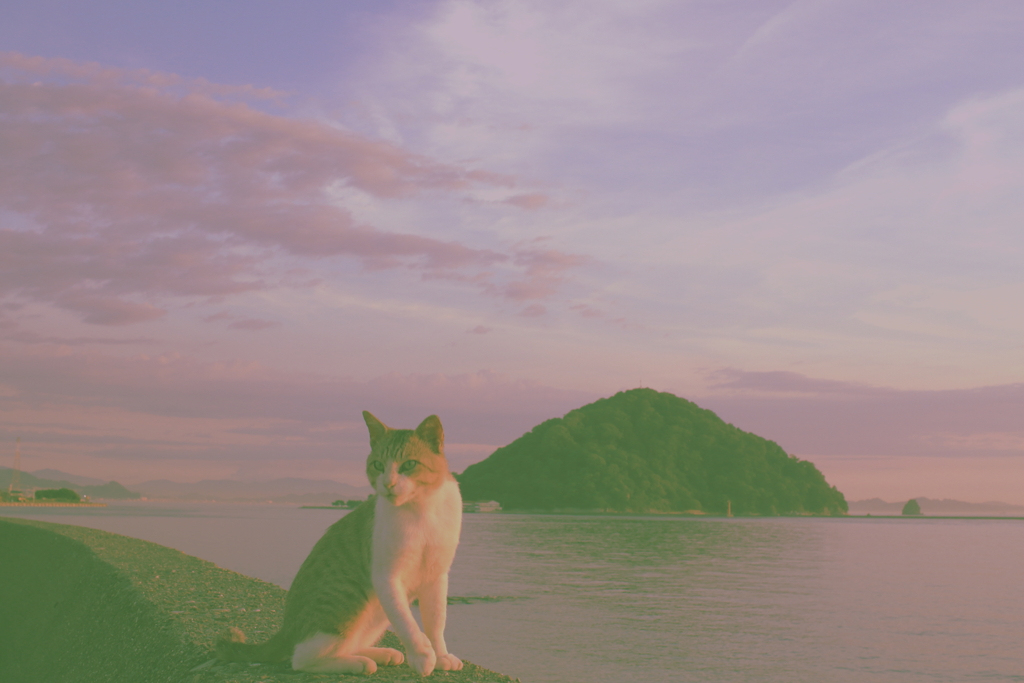 トム君