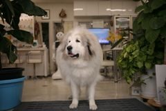 今日もお店番してるココさん