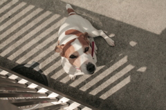 門番してるサンゴ