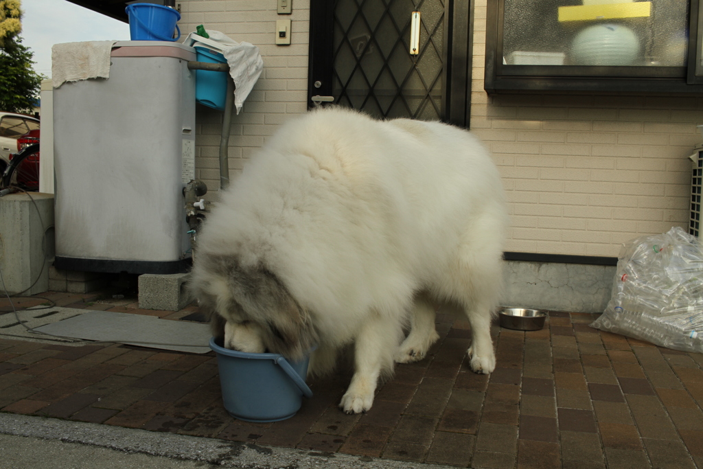 水を飲むココさん
