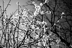 モノクロ表現＠02-19　５