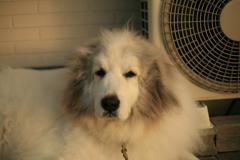 今日ももふもふのココさん