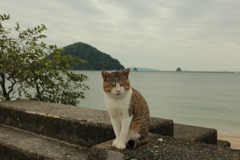 トム君