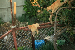 高いところが好き