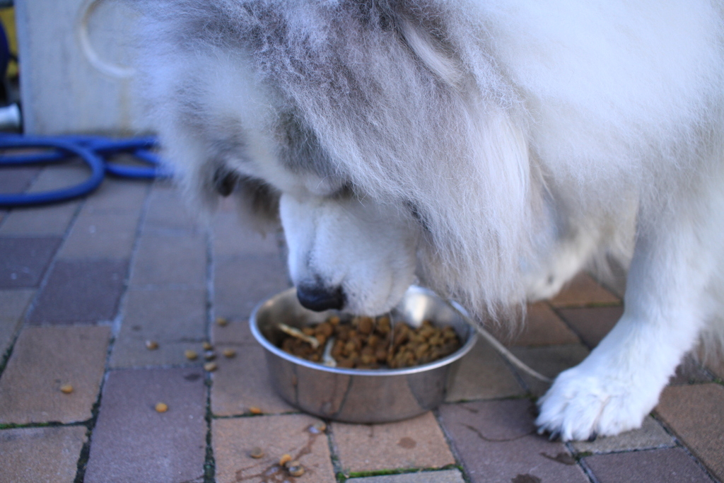 ご飯を食べるココさん