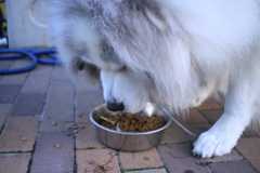 ご飯を食べるココさん