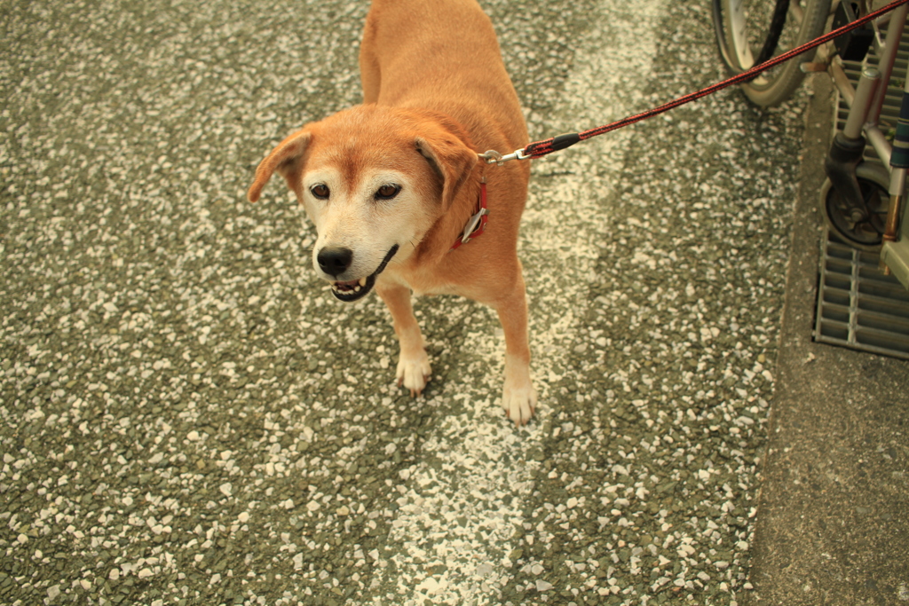 お久しぶり大根のモモちゃん