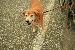 お久しぶり大根のモモちゃん