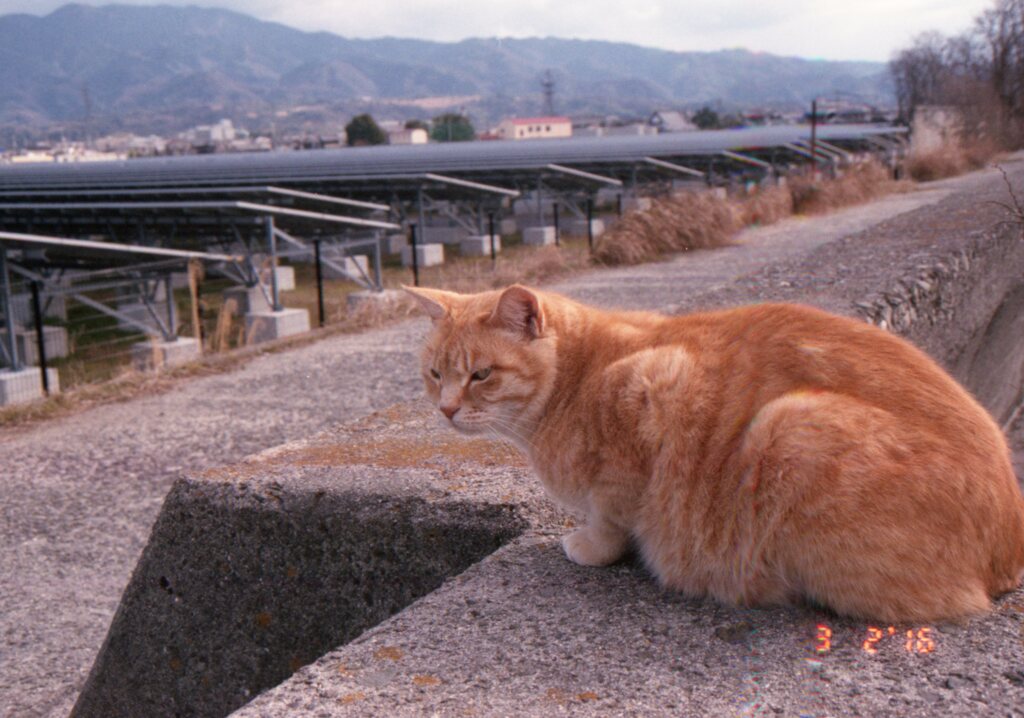 トラちゃんがいなくなって早一年とちょっと