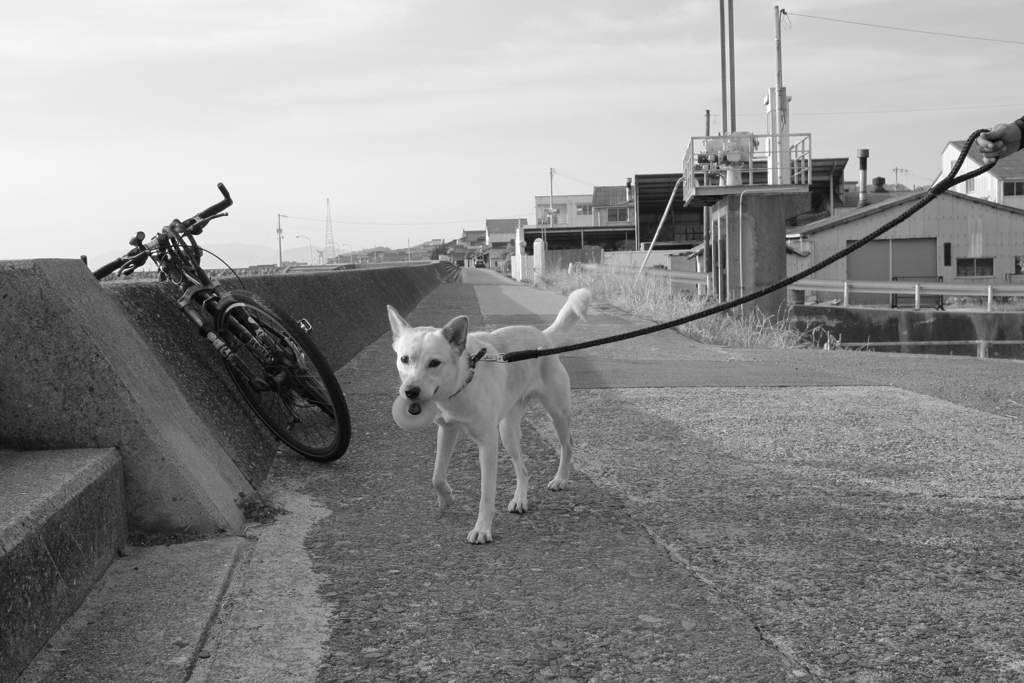 ドーナッツくわえてるモナカ