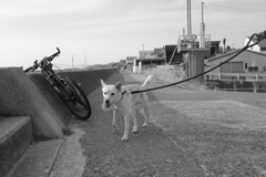 ドーナッツくわえてるモナカ