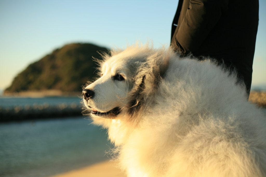 帰省中のお兄さんと散歩のココさん