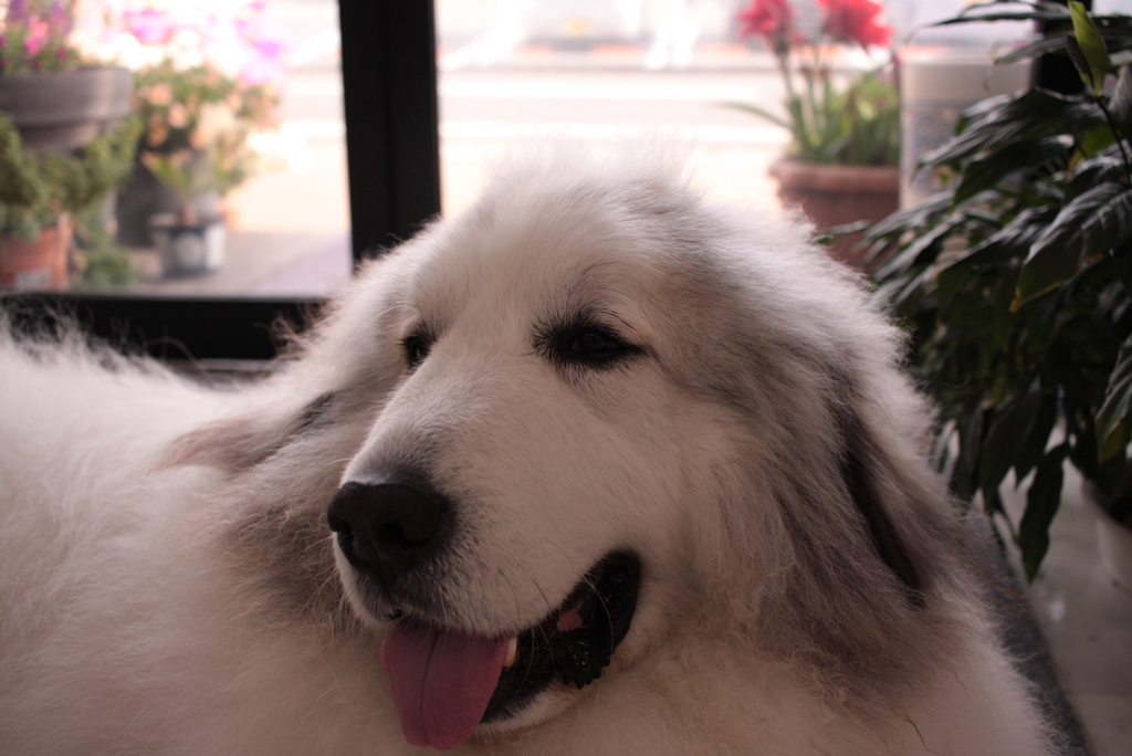 足脱臼して散歩に行けないココちゃん