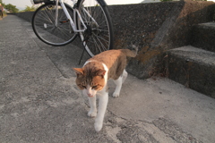 トム君は今日も元気