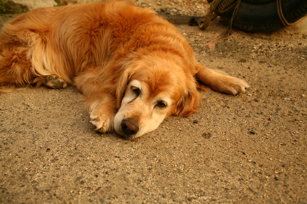 お宿番してるみゅうちゃん