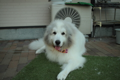 朝のココちゃま