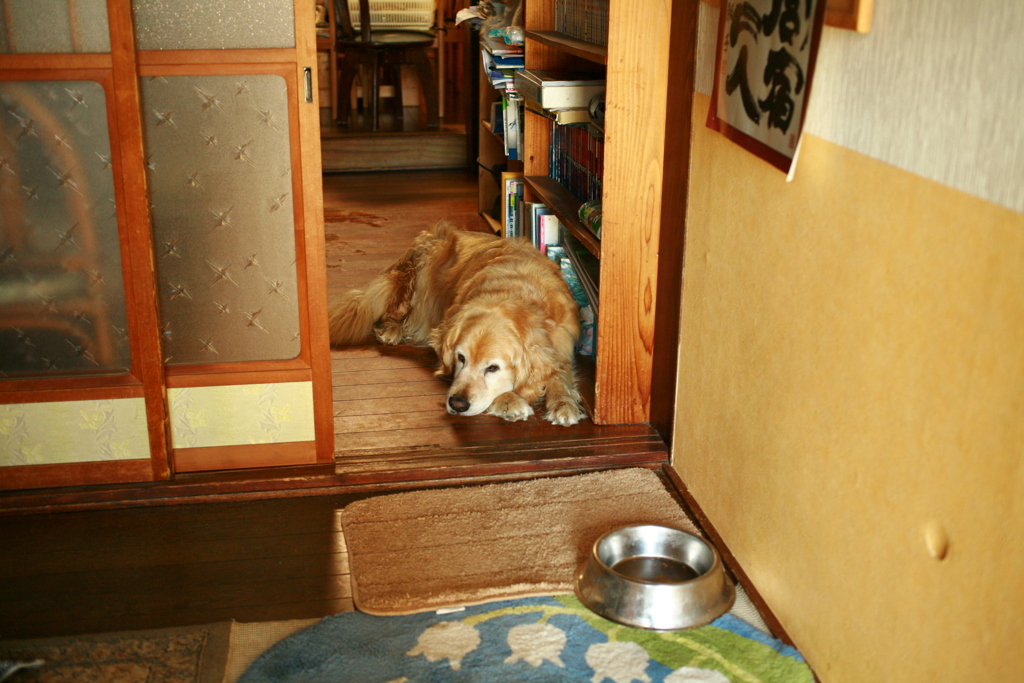 暑くてやる気のないみゅうちゃん