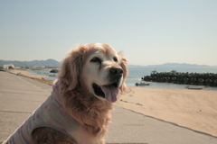 みゅうちゃんと散歩