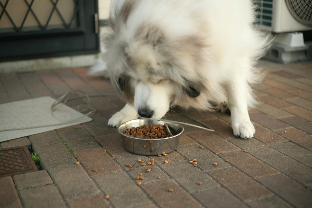 ご飯を食べるココさん