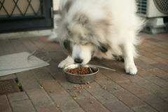 ご飯を食べるココさん