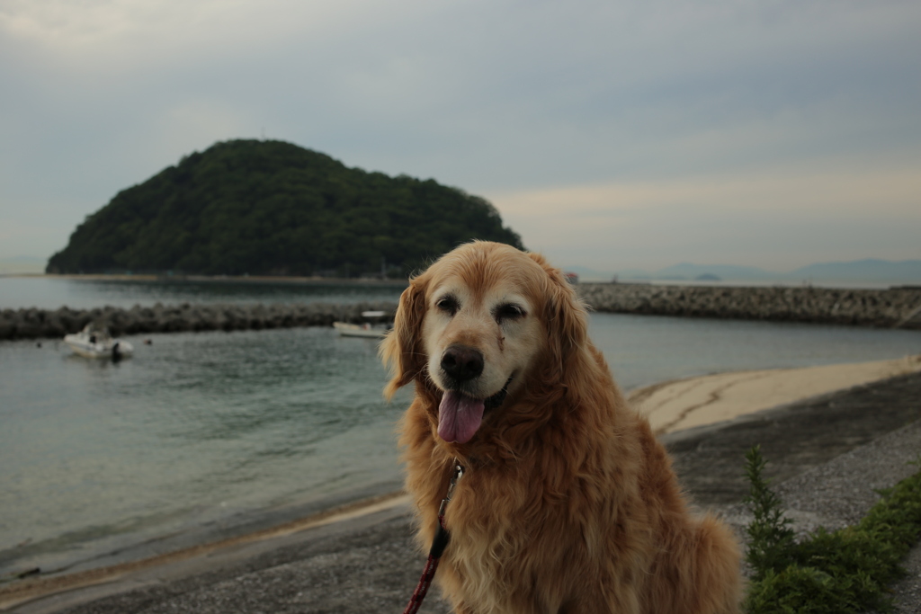 みゅうちゃんと散歩