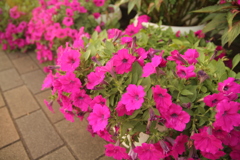 ココさん所の花