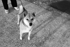 ウーウー言うけど甘えん坊はするウルちゃん