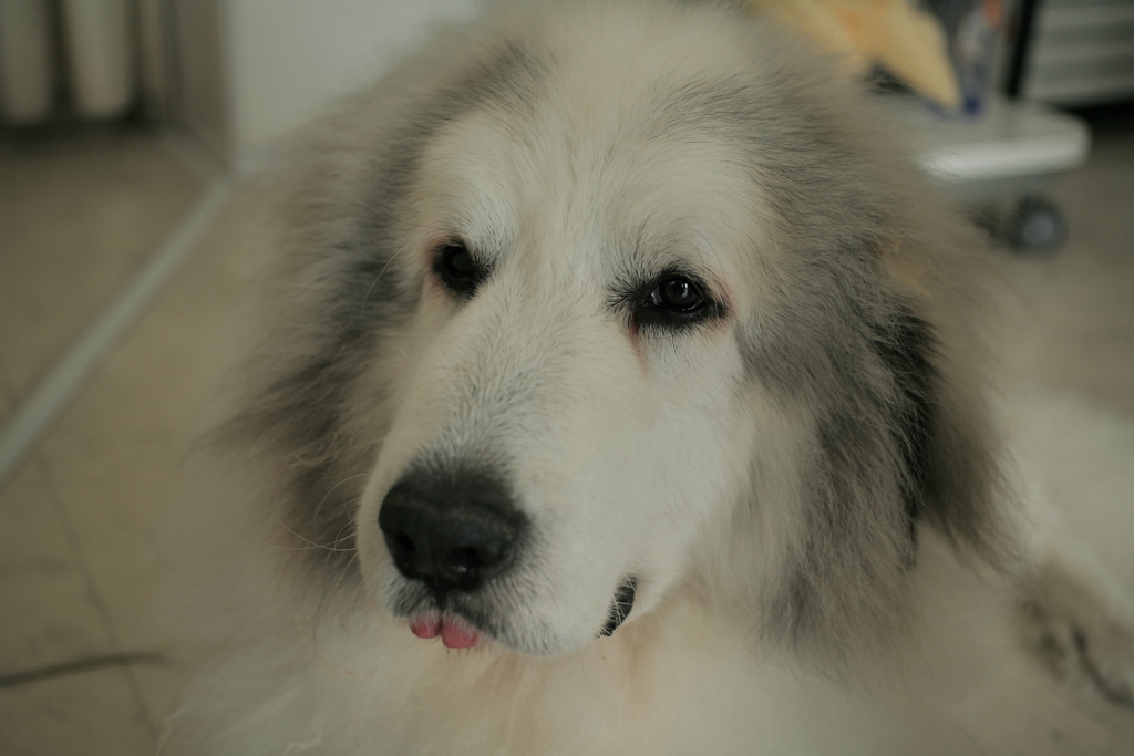 今日もやっぱりかわいいココさん