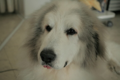 今日もやっぱりかわいいココさん