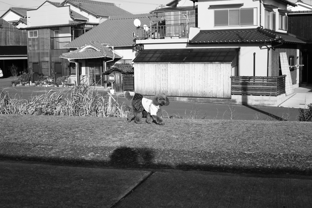 モノクロ＠2019-01-29