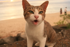 トムくん