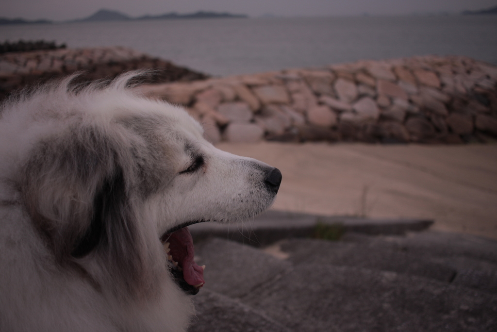 浜辺のココちゃん