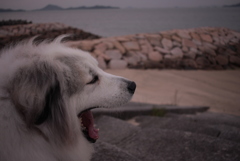 浜辺のココちゃん