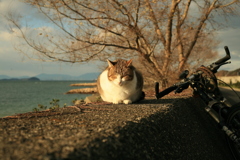 トム君