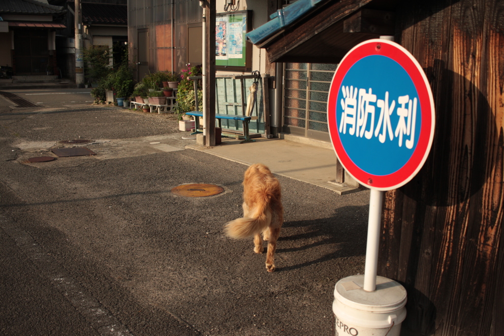 散歩に行くみゅうちゃん